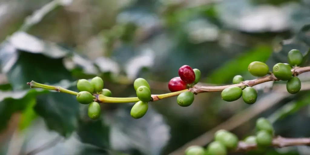 As Regiões Brasileiras que Produzem Café Especial
