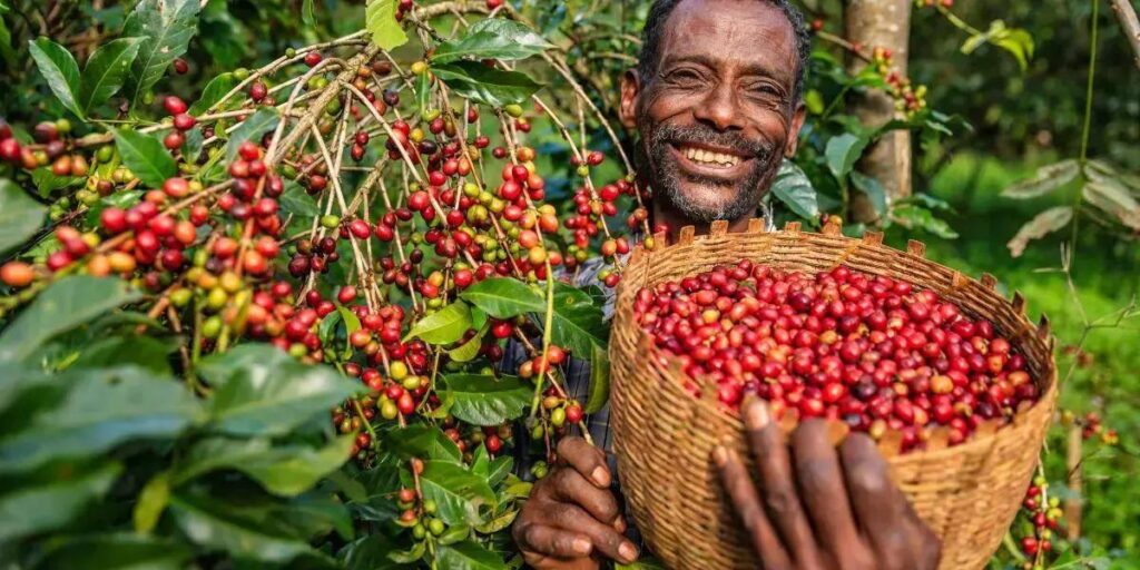 Colheita de Café Especial: Segredos para Uma Excelente Qualidade